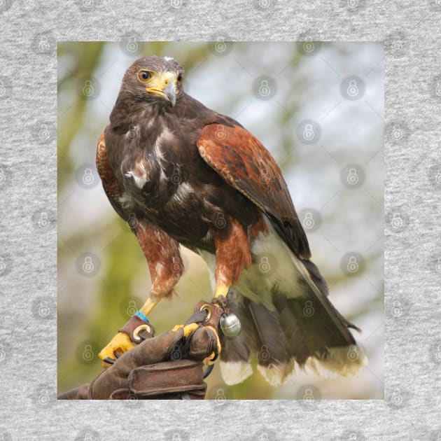 Harris Hawk by snknjak